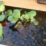 Thumbnail of post image 028