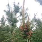 Thumbnail of post image 007