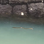 Thumbnail of post image 009